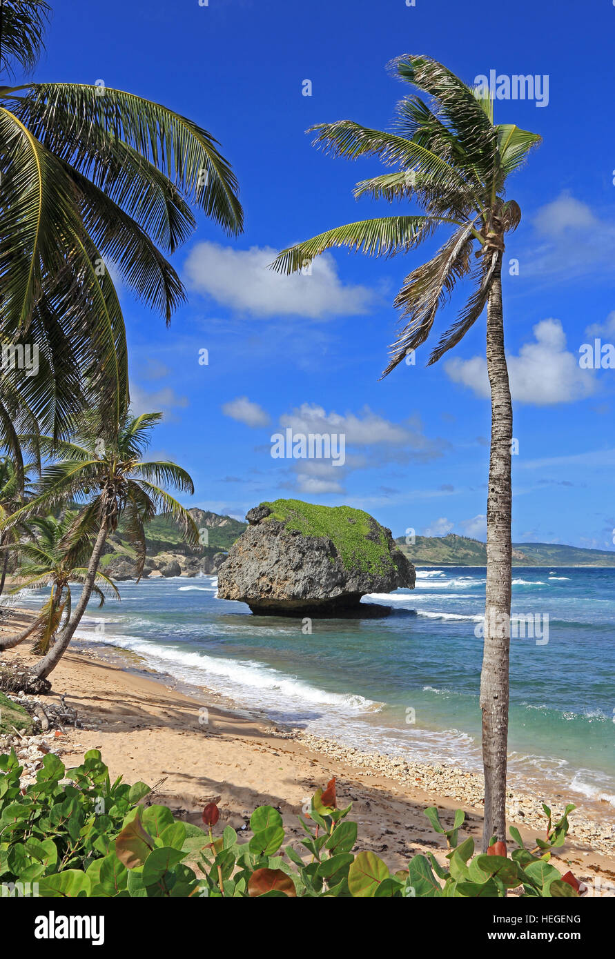 Palmiers, plage et vagues sur la côte est de la Barbade Banque D'Images