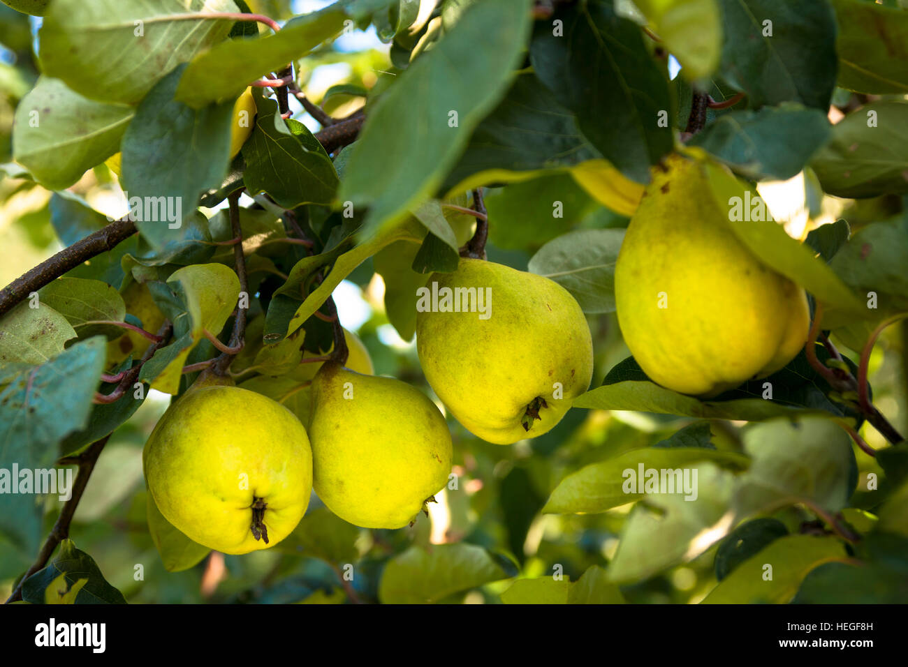 DEU, l'Allemagne, les coings (lat. Juniperus communis). Banque D'Images