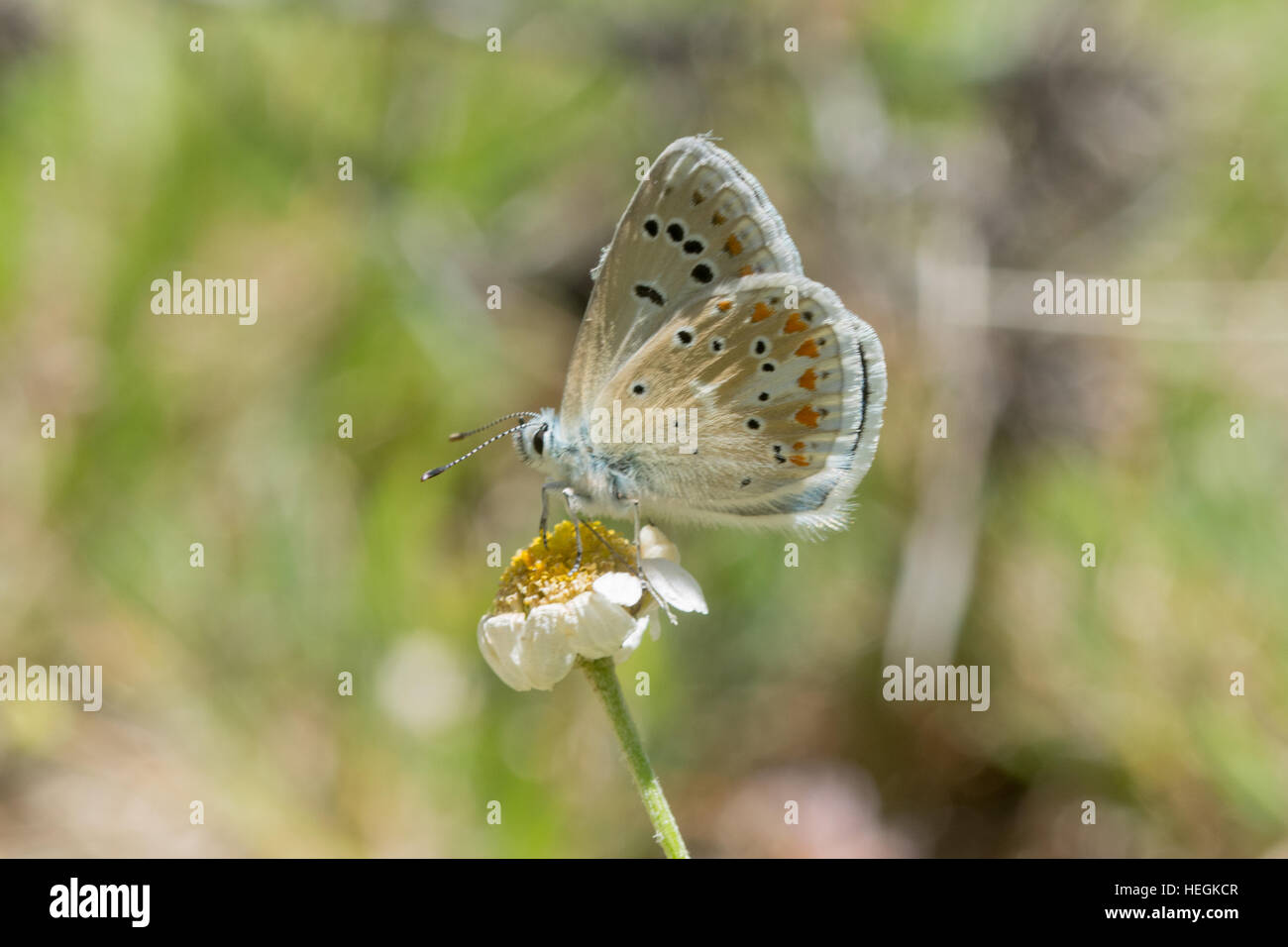 Chapman's Blue Butterfly (Polyommatus thersites Agrodiaetus ou thersites) sur une marguerite Banque D'Images