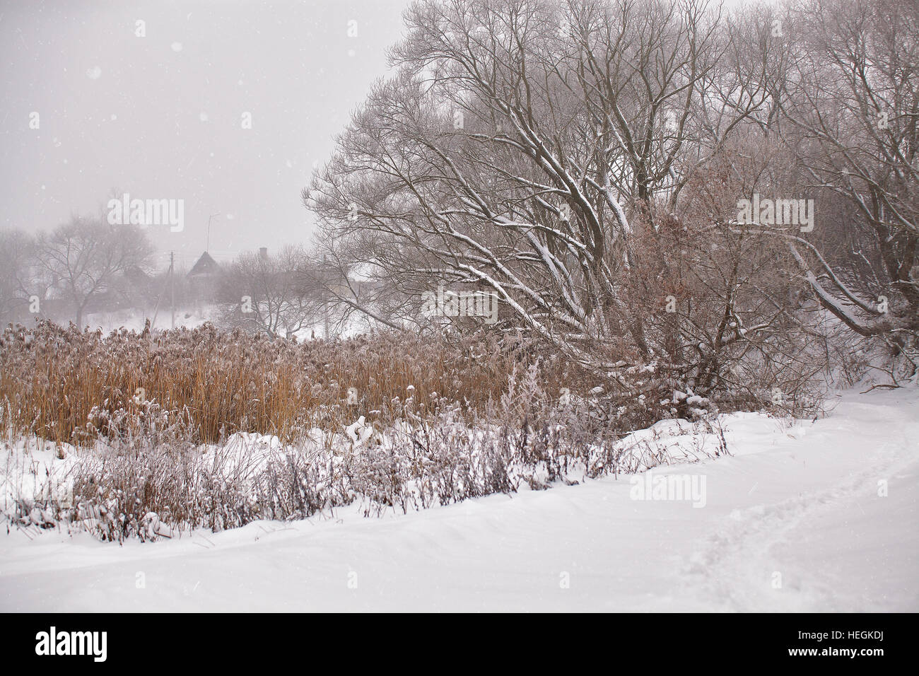 La neige et le givre sur la canne sur une rivière gelée misty. Couvert de neige. Banque D'Images