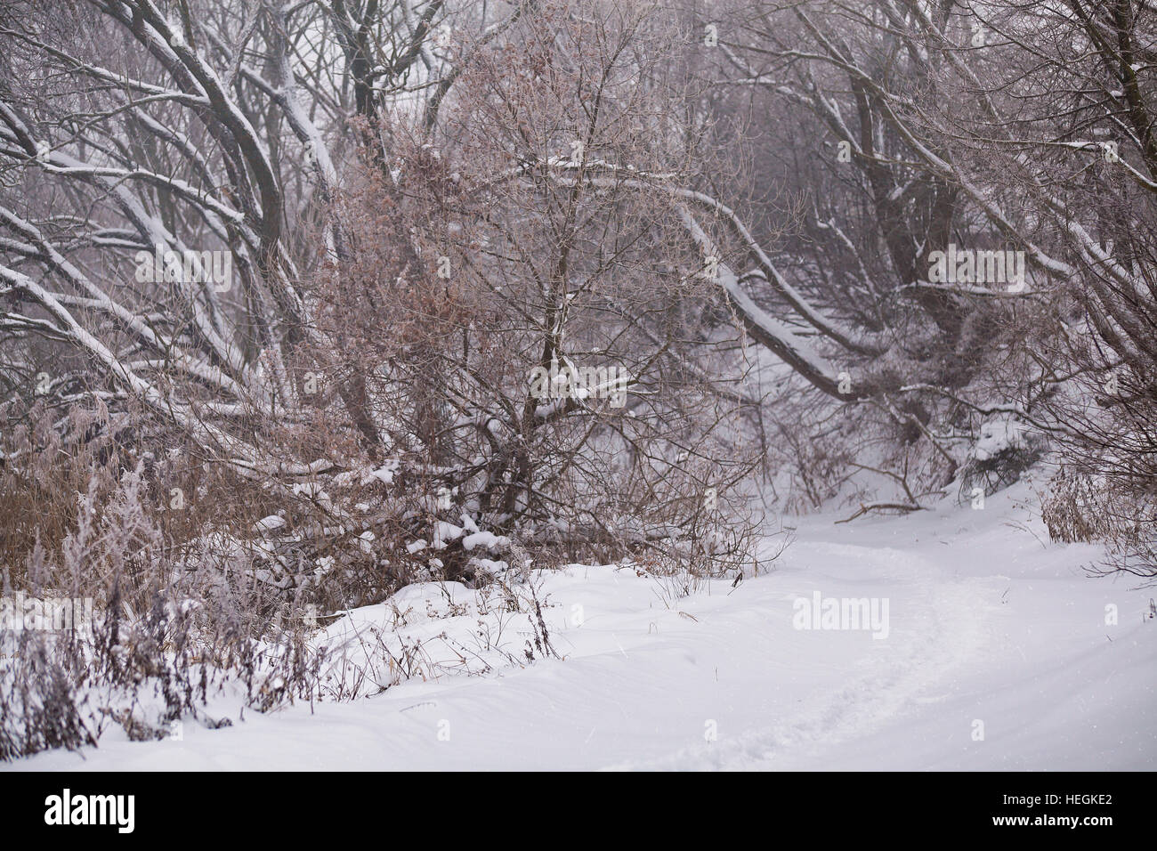 La neige et le givre sur les arbres sur une canne. Misty road. Couvert de neige. Banque D'Images