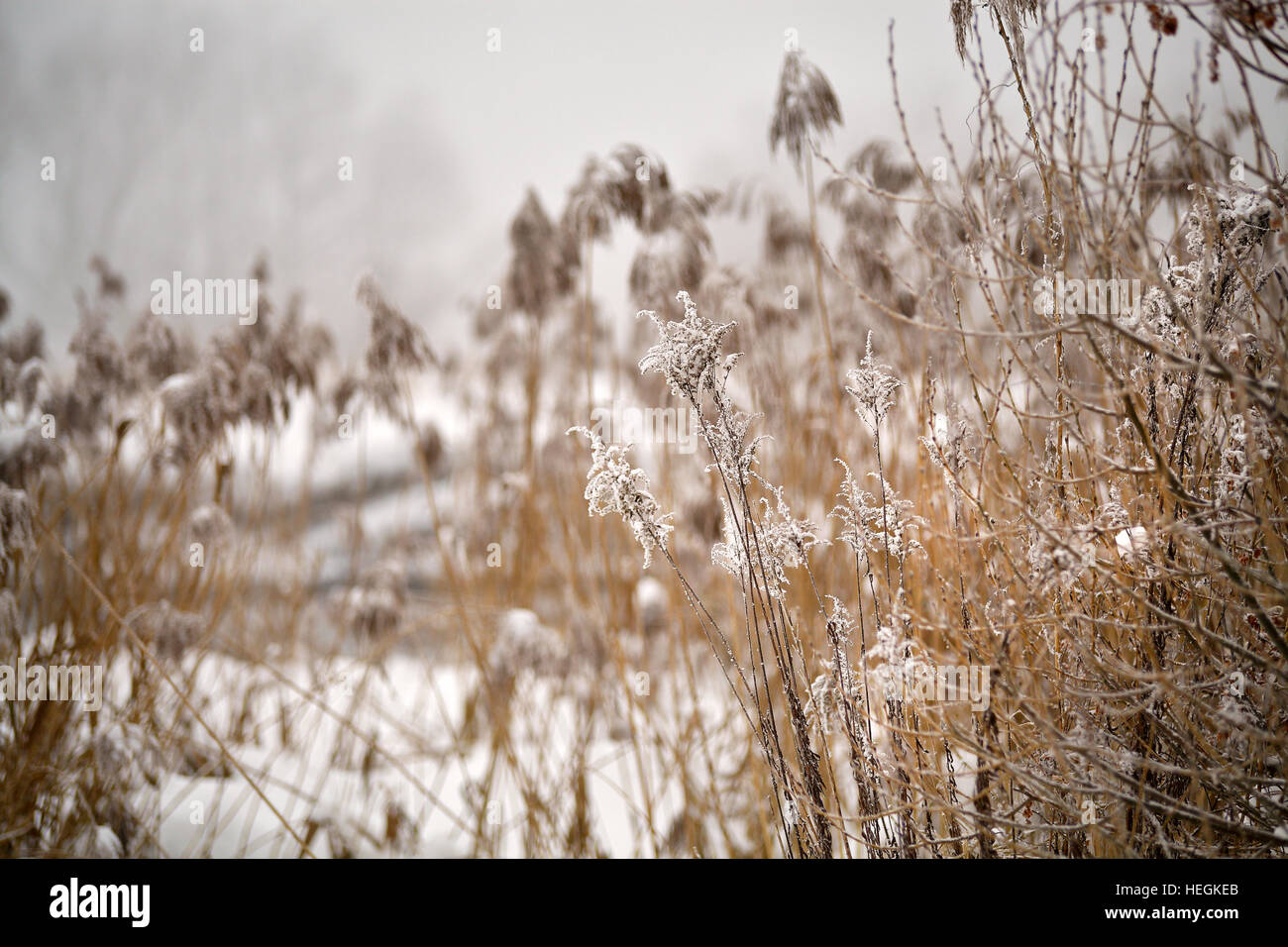 La neige et le givre sur la canne à sucre et l'herbe sur une rivière gelée misty. Couvert de neige. Banque D'Images