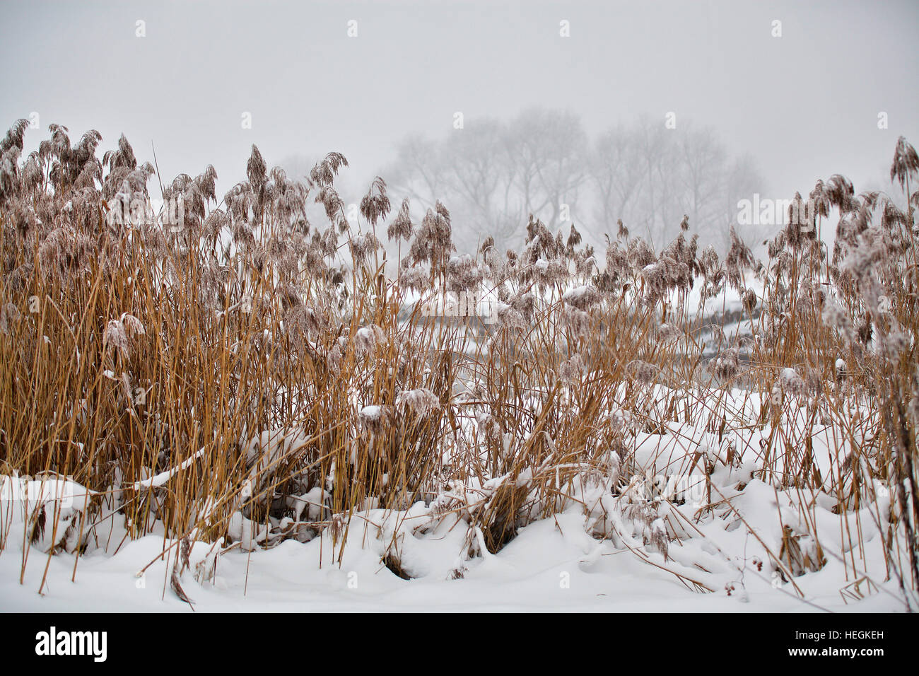 La neige et le givre sur la canne à sucre et l'herbe sur une rivière gelée misty. Couvert de neige. Banque D'Images