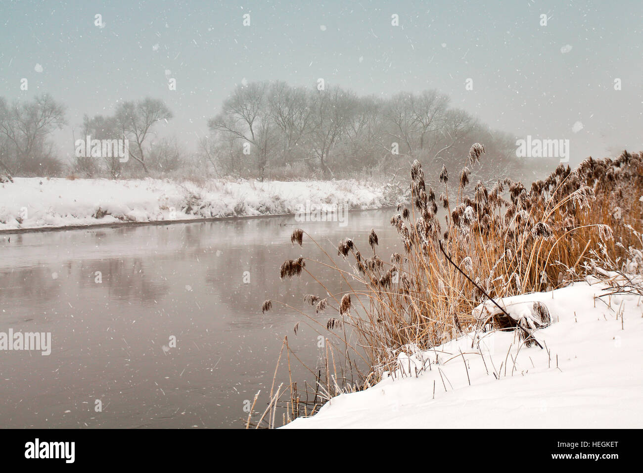 Neige sur la rivière. Misty d'hiver nuageux temps de neige. Canne à sucre et de l'herbe sous la neige et le gel sur la berge. Banque D'Images