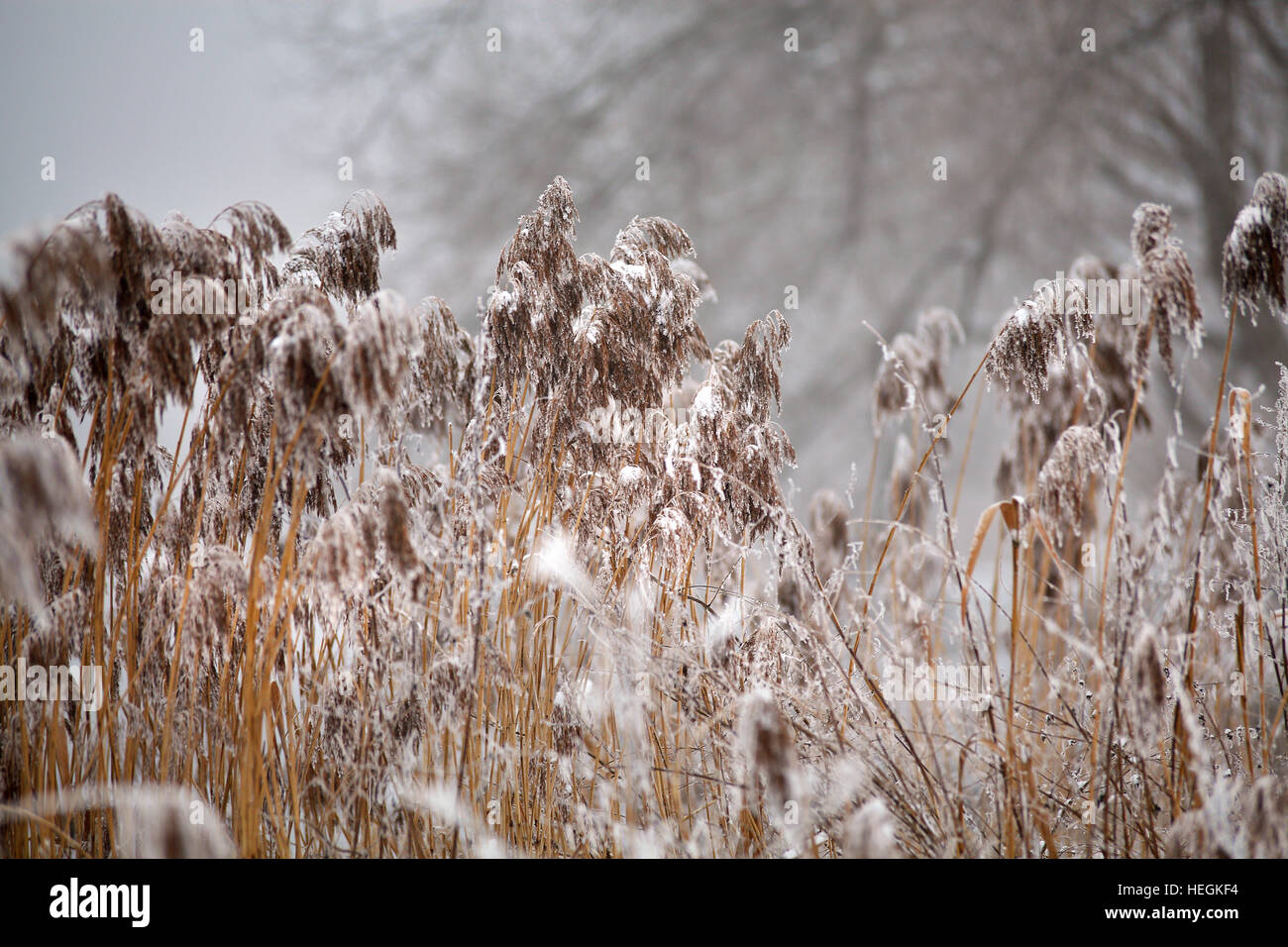 La neige et le givre sur la canne à sucre et l'herbe sur une rivière gelée misty. Misty d'hiver nuageux temps de neige. Banque D'Images