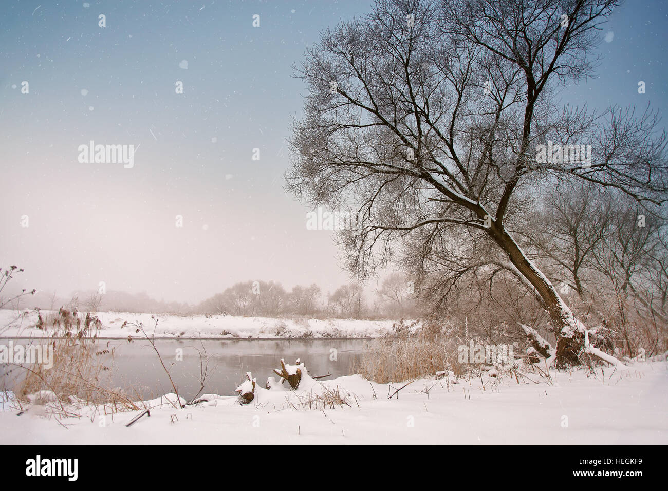 Neige sur la rivière. Misty d'hiver nuageux temps de neige. Canne à sucre et de l'herbe sous la neige et le gel sur la berge. Banque D'Images
