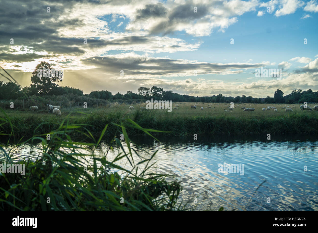 HDR coucher de soleil sur un champ de moutons avec une rivière au premier plan. Banque D'Images