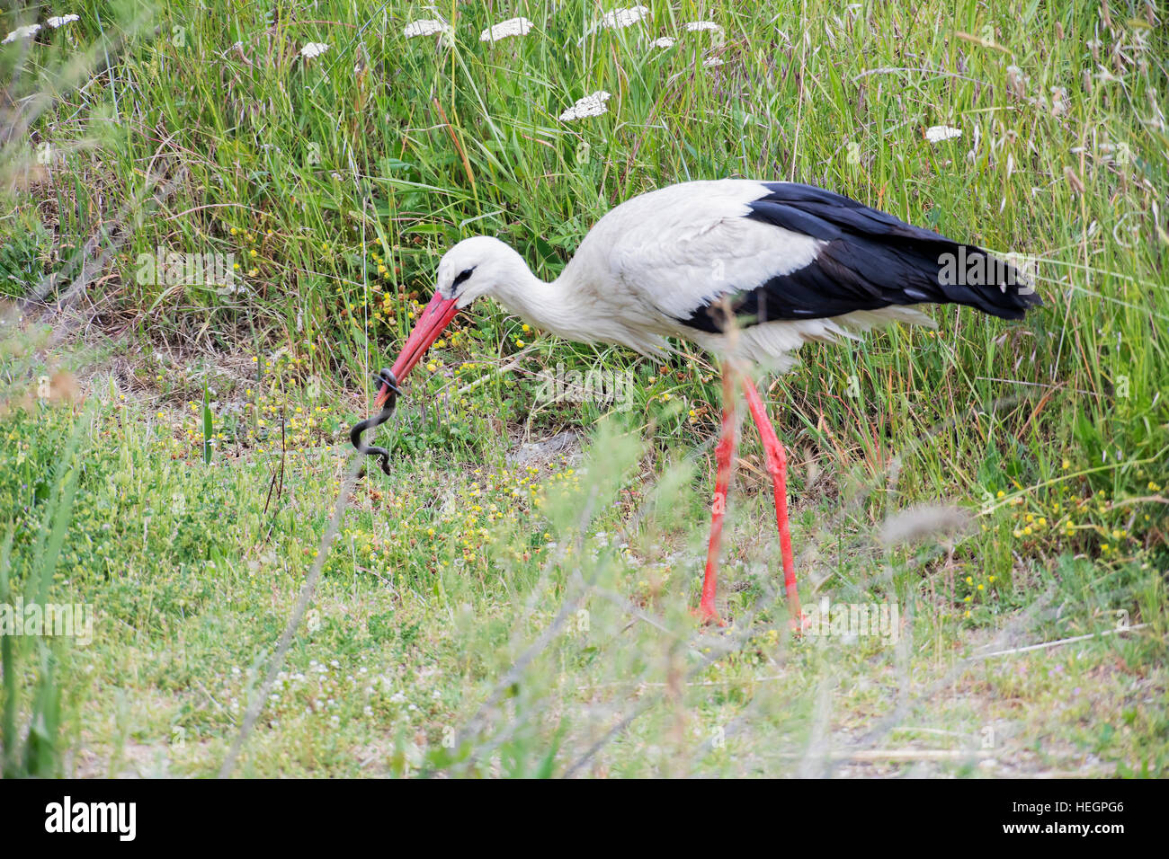 Cigogne blanche européenne et Snake Banque D'Images