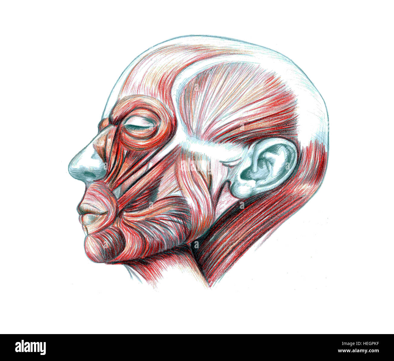 Muscles de la tête, à la main dessin illustration médicale avec imitation de la lithographie Banque D'Images