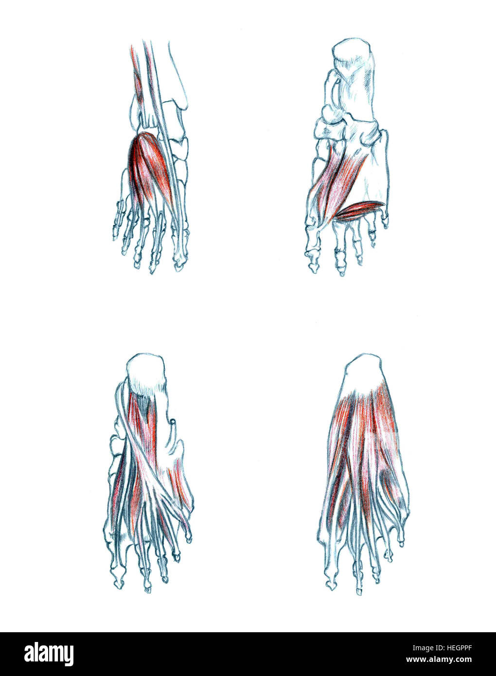 Muscles du pied, à la main dessin illustration médicale avec imitation de la lithographie Banque D'Images Muscles du pied, à la main dessin illustration médicale avec imitation de la lithographie Banque D'Images