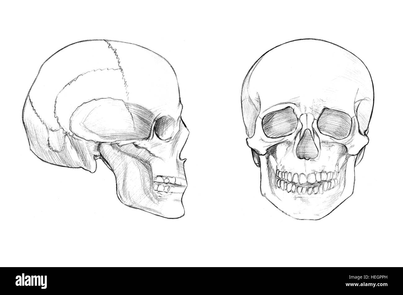 Crâne (face et profil), à la main dessin illustration médicale avec imitation de la lithographie Banque D'Images