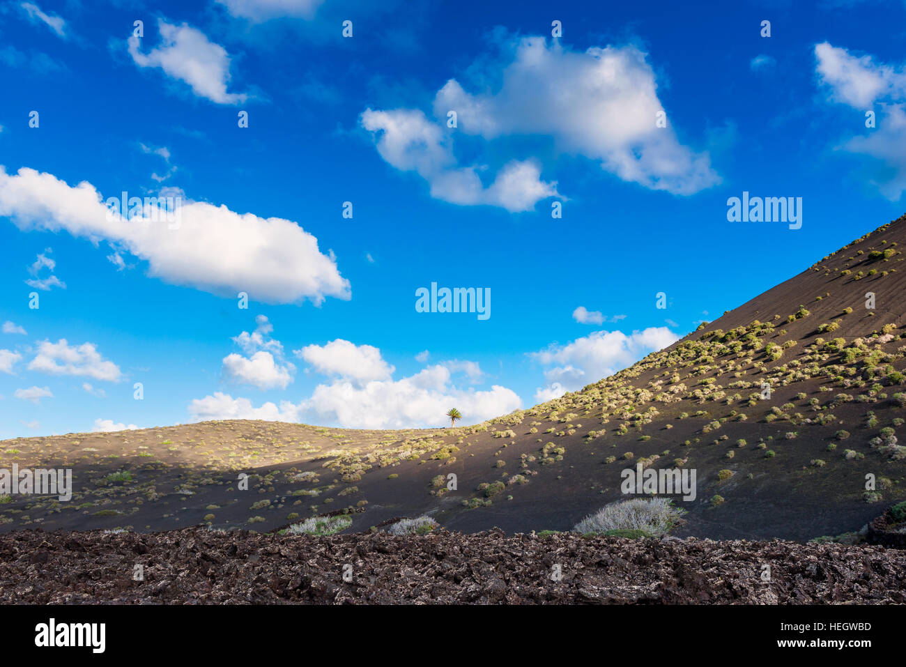 Arbre isolé dans le paysage volcanique de Lanzarote Banque D'Images