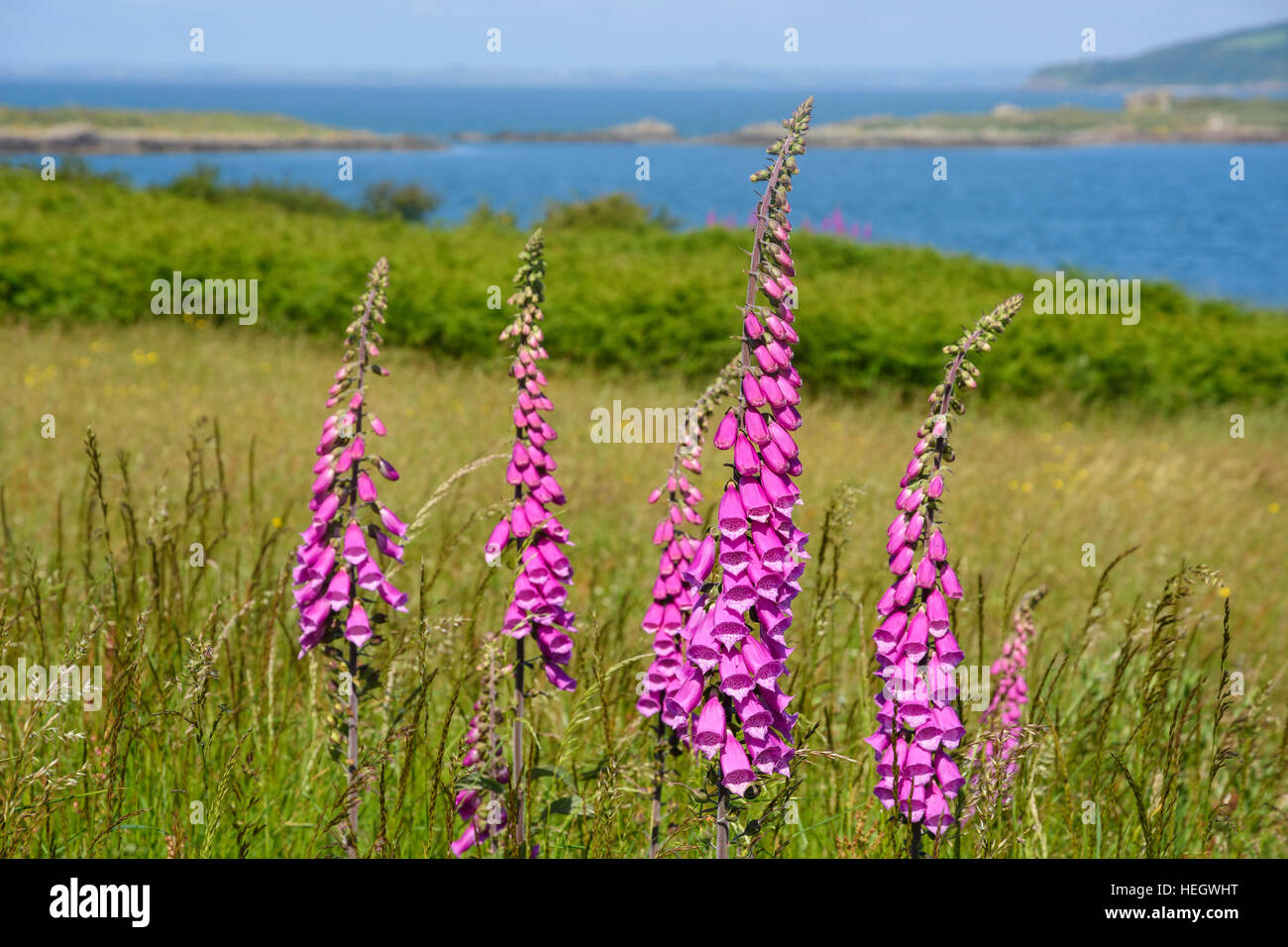 La digitale pourpre, Digitalis purpurea, wildflower, Dumfries et Galloway, Écosse Banque D'Images