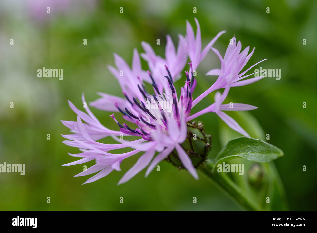 Centaurea, cultivé la fleur de jardin Banque D'Images