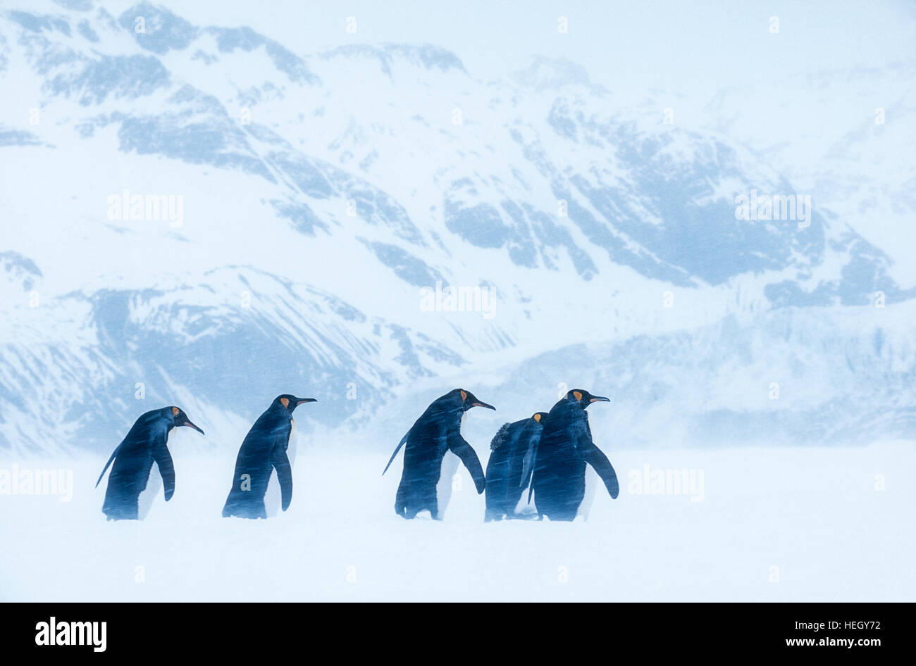 Le Roi des pingouins dans l'blizzard, South Georgia Island, Antarctica Banque D'Images