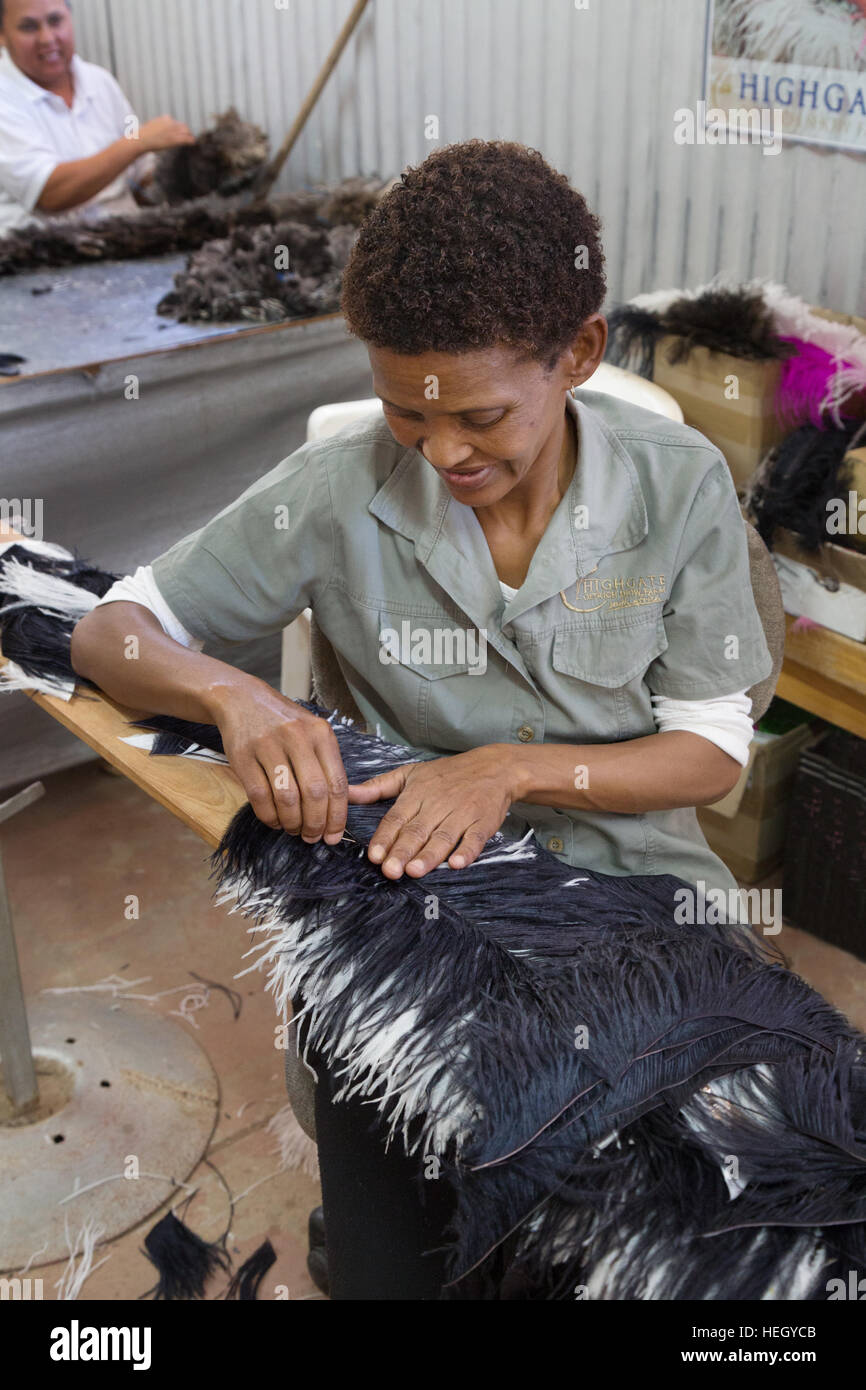 Un travailleur travaillant avec des plumes d'autruche, Highgate Ostrich Farm Show , Oudsthoorn, le Karoo, Afrique du Sud Banque D'Images