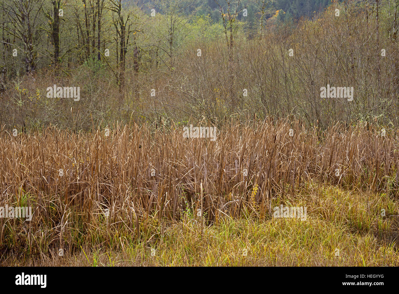 USA (Oregon), Cascades, Wildwood, site de loisirs et de marais à quenouilles, forêt en automne. Banque D'Images