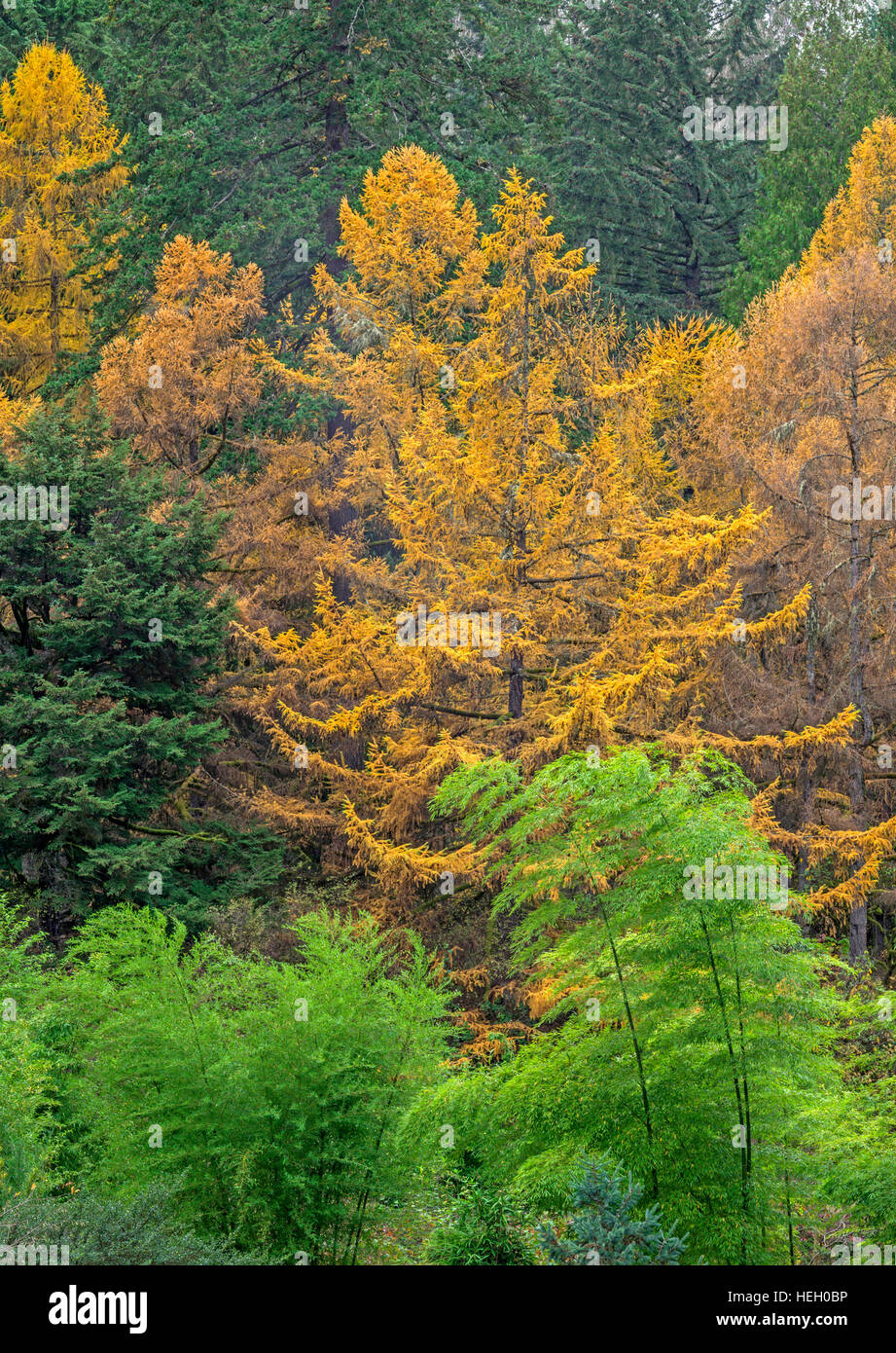 USA (Oregon, Portland, Hoyt Arboretum, aiguilles de mélèze japonais jaune, un conifère à feuilles caduques, ressortent parmi les conifères à feuilles persistantes Banque D'Images