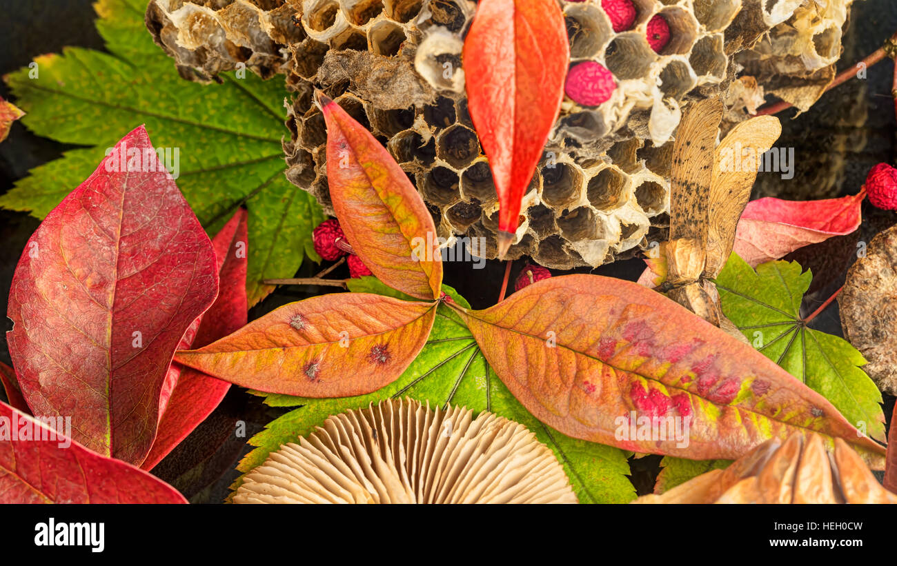 La couleur de l'automne. Feuilles rouges, champignons, miel et plus photographié en studio. Banque D'Images