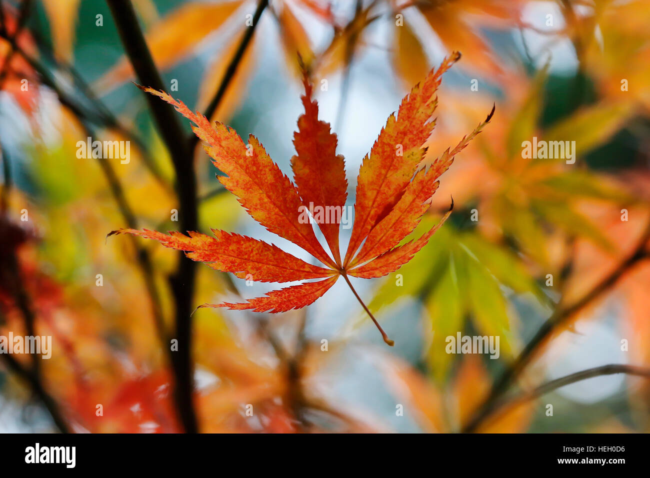 L'Érable Laceleaf en plein automne couleur. Brillant ! Banque D'Images