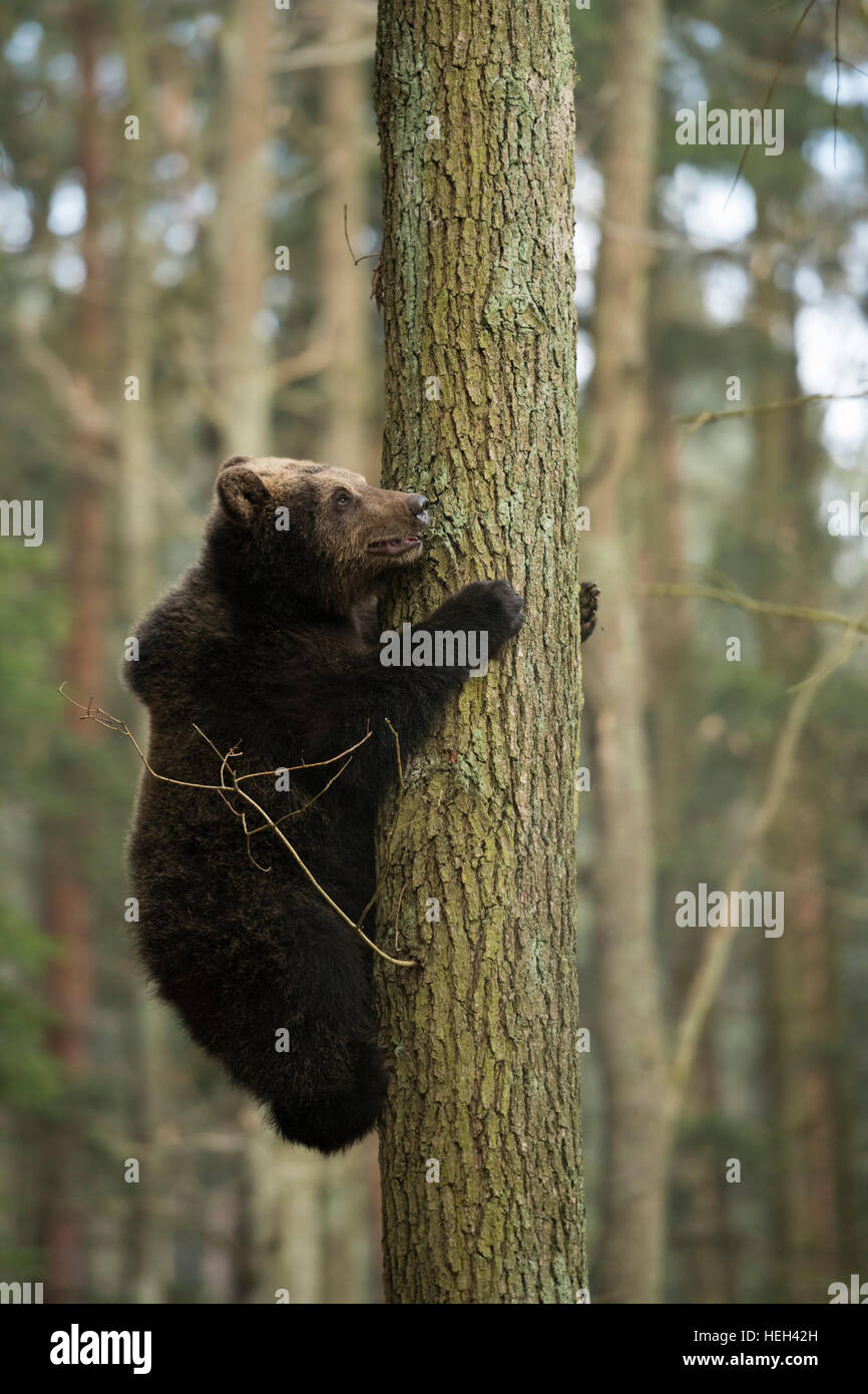 Ours brun européen / Braunbaer ( Ursus arctos ) grimper dans un arbre, la formation de ses compétences et force, l'air un peu anxieux. Banque D'Images