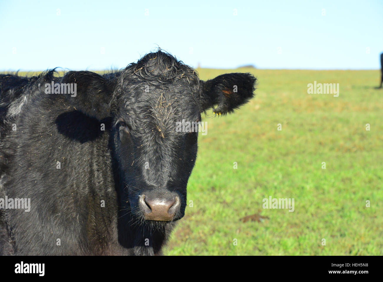 Aberdeen Angus le bétail dans une ferme dans le West Sussex, Angleterre. Banque D'Images
