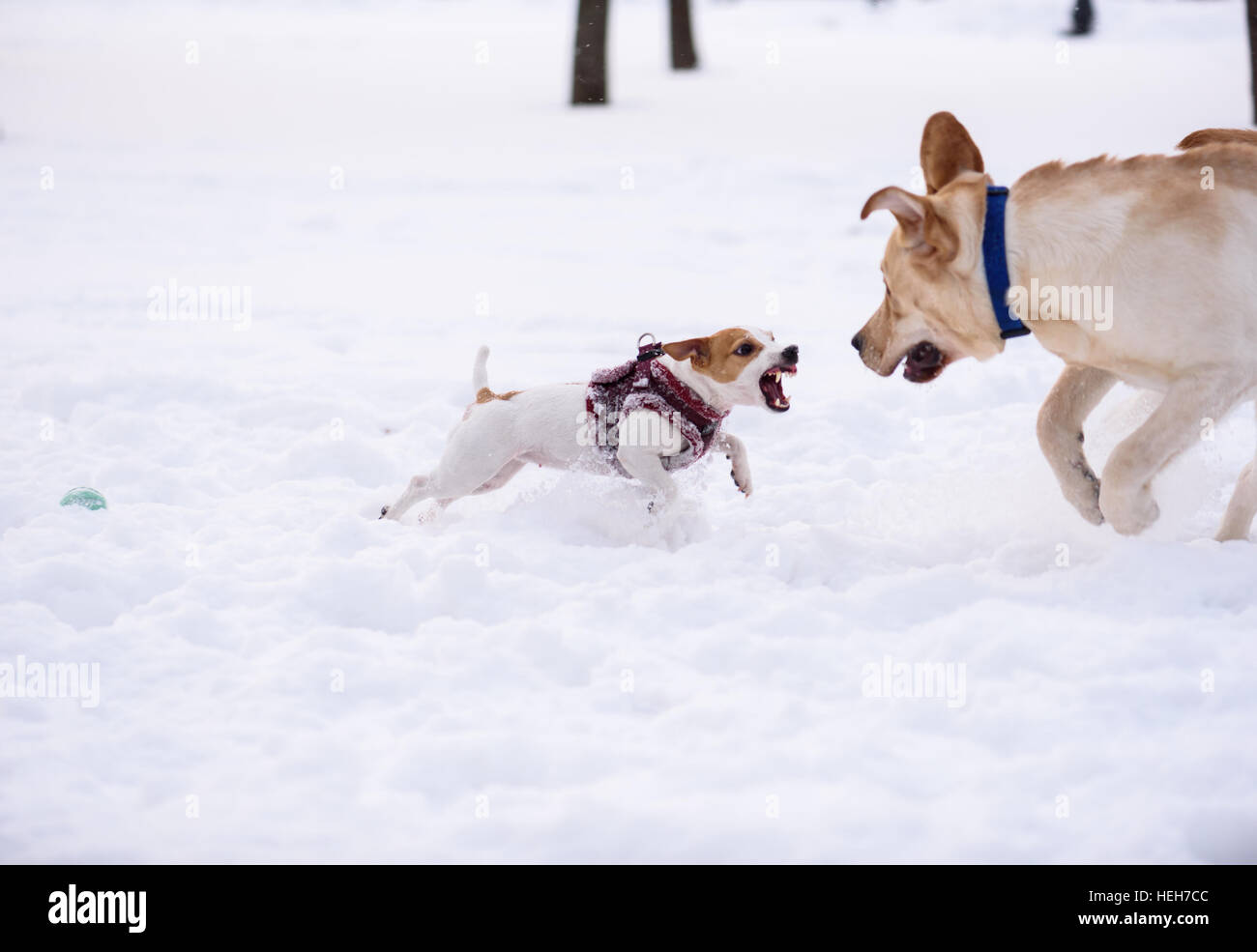 Petit chien défend son jouet de grand chien en sautant et attaquer Banque D'Images