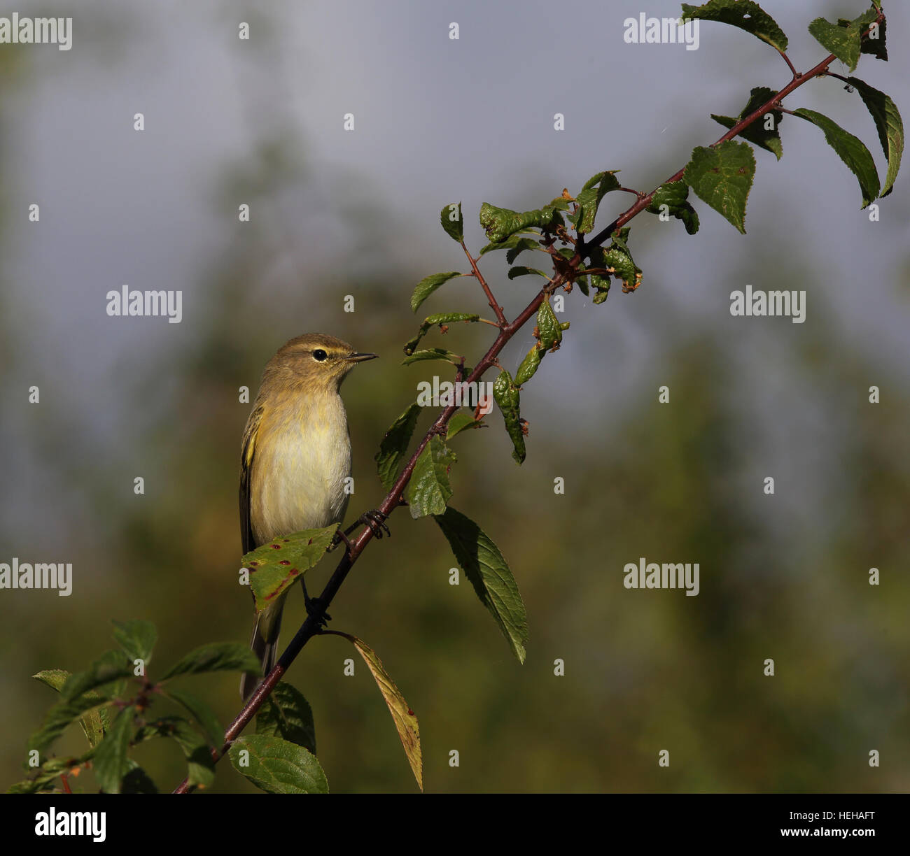 Chiffballe commune, Phylloscopus collybita Banque D'Images