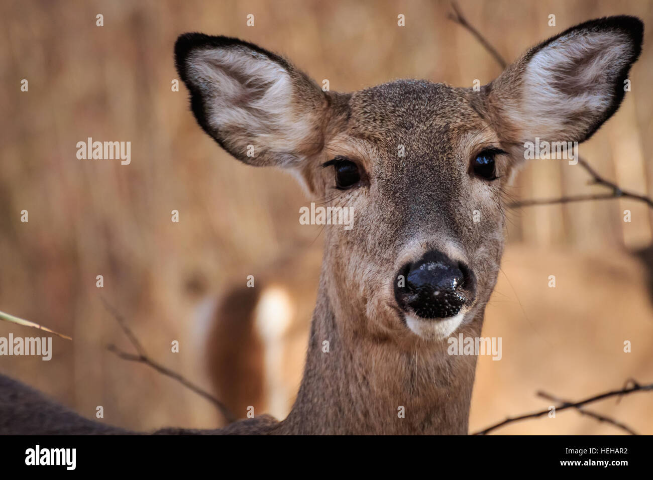 Un cerf de doe à Oklahoma City's Martin Nature Park garde un œil méfiant sur le photographe. Banque D'Images