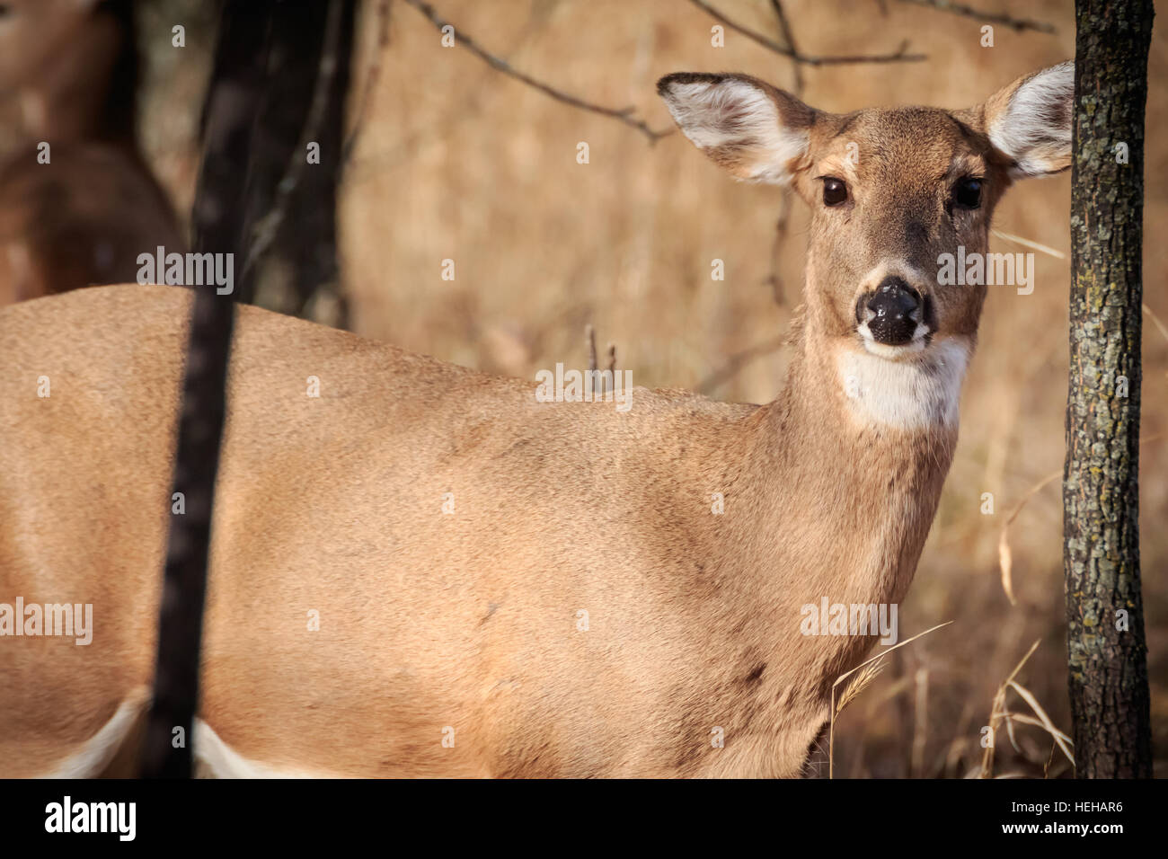 Un cerf de doe à Oklahoma City's Martin Nature Park garde un œil méfiant sur le photographe. Banque D'Images