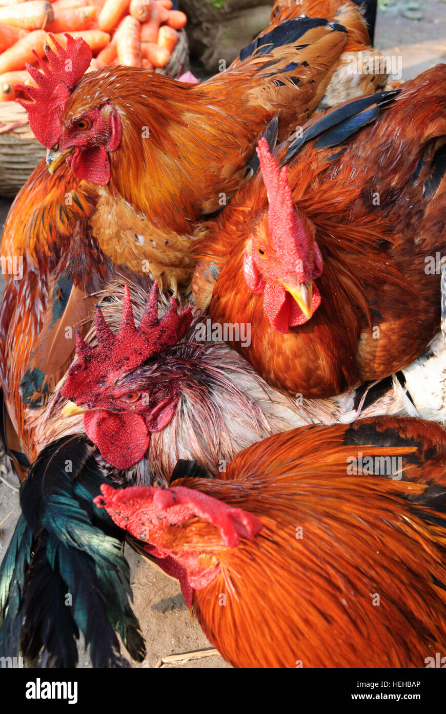 Barisal : Marché, volailles, poulets, division de Barisal, Bangladesh Banque D'Images