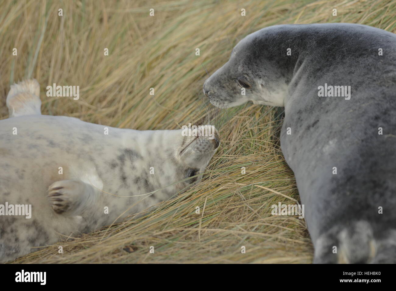 Deux bébés phoques gris Donna Nook pendant la saison de mise bas. Banque D'Images