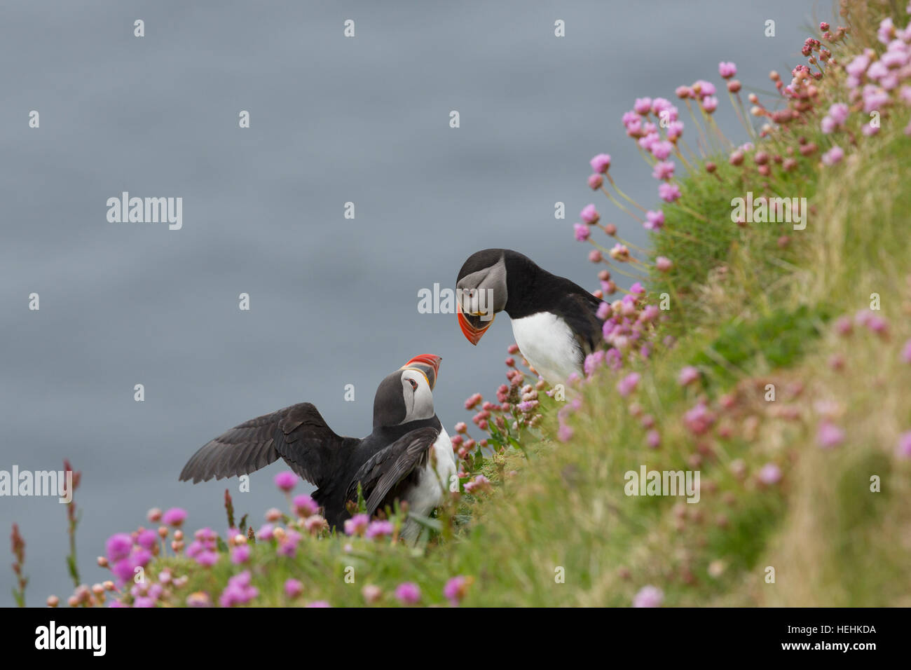 Macareux moine, Fratercula arctica Deux sur falaise Handa ; Ecosse ; UK Banque D'Images