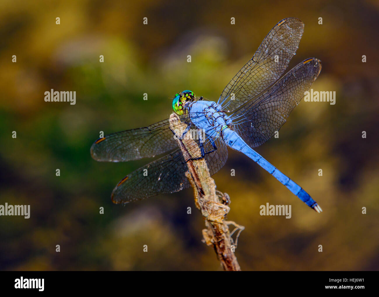 Mâle bleu de Dasher (Pachydiplax longipennis) dragonfly Banque D'Images