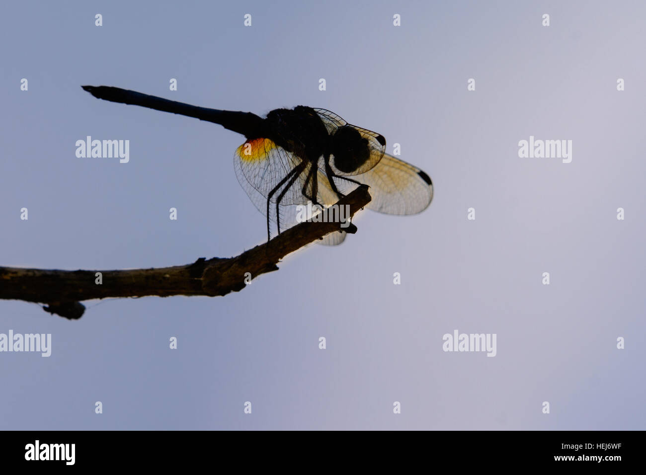 Dasher bleu (Pachydiplax longipennis) dragonfly Banque D'Images