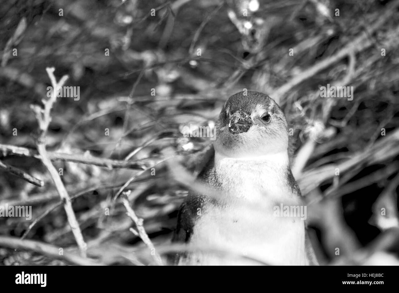 Blur en Afrique du Sud Betty's bay penguin oiseaux réserve naturelle de la faune et des roches Banque D'Images