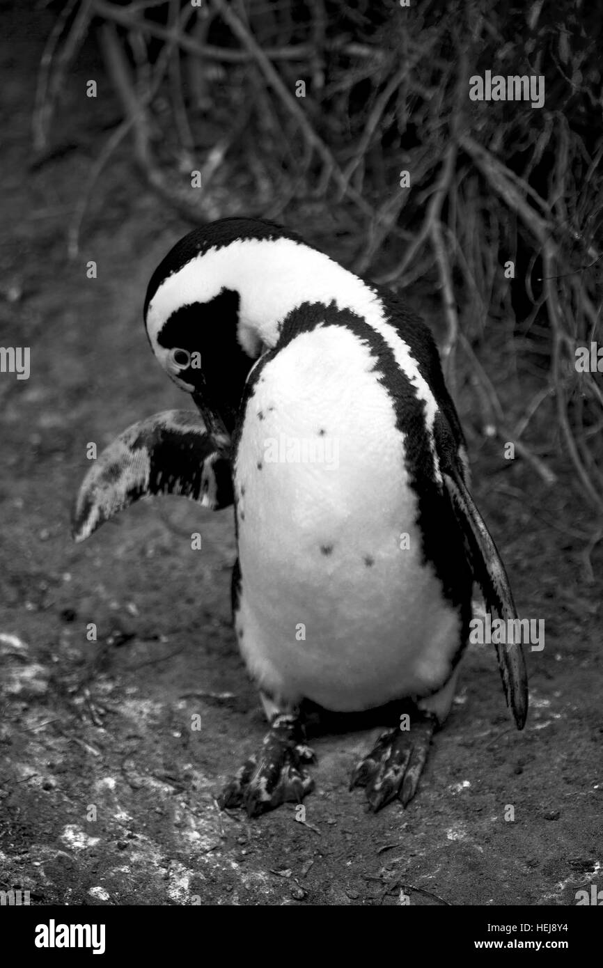 Blur en Afrique du Sud Betty's bay penguin oiseaux réserve naturelle de la faune et des roches Banque D'Images