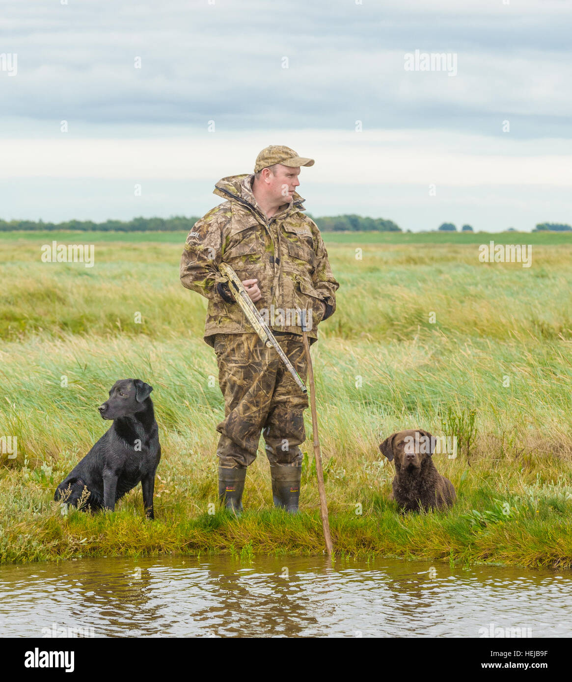 Un wildfowler UK, ou chasseur de canard, se tenait sur le bord de l'eau avec ses chiens Banque D'Images