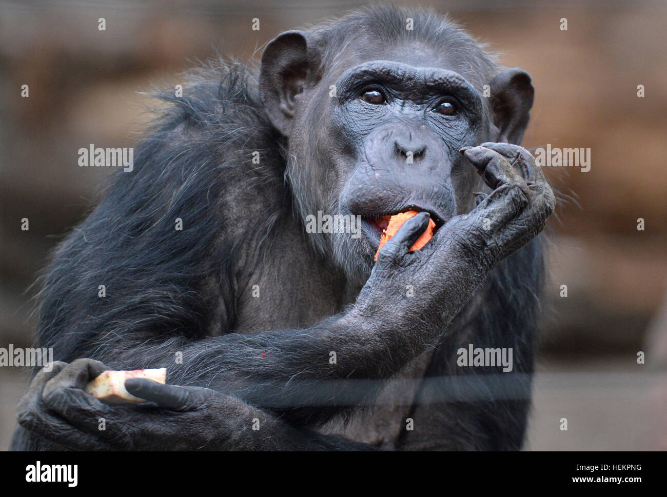 Pilsen, République tchèque. 26Th Dec 2016. Les Chimpanzés communs dans la piscine en plein air de l'enceinte dans le Zoo de Plzen, République tchèque, le 23 décembre 2016. © Miroslav Chaloupka/CTK Photo/Alamy Live News Banque D'Images