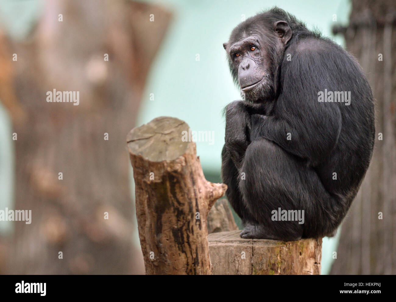 Pilsen, République tchèque. 26Th Dec 2016. Les Chimpanzés communs dans la piscine en plein air de l'enceinte dans le Zoo de Plzen, République tchèque, le 23 décembre 2016. © Miroslav Chaloupka/CTK Photo/Alamy Live News Banque D'Images