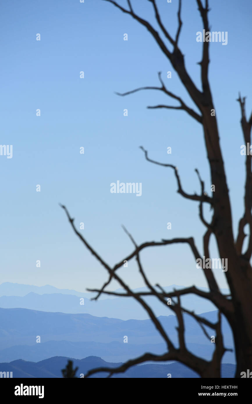 Sep 24, 2016 - les montagnes Blanches, Californie, États-Unis - à l'Est des montagnes brumeuses vers la vallée de la mort du patriarche Grove. Les montagnes blanches de Californie et Nevada sont un problème triangulaire-bloc face à la montagne de Sierra Nevada à travers la partie supérieure de la vallée de l'Owens. Son accueil à l'ancienne forêt de pins bristlecone (Pinus longaeva). Le point le plus élevé de la gamme est White Mountain Peak, qui à 14 252 ft (4 344 m) le plus haut sommet dans le comté de Mono et le troisième plus haut sommet en Californie. Ce pic est en fait un volcan éteint l'augmentation d'environ 1 600 pi (490 m) au-dessus de la surface du plateau. Banque D'Images