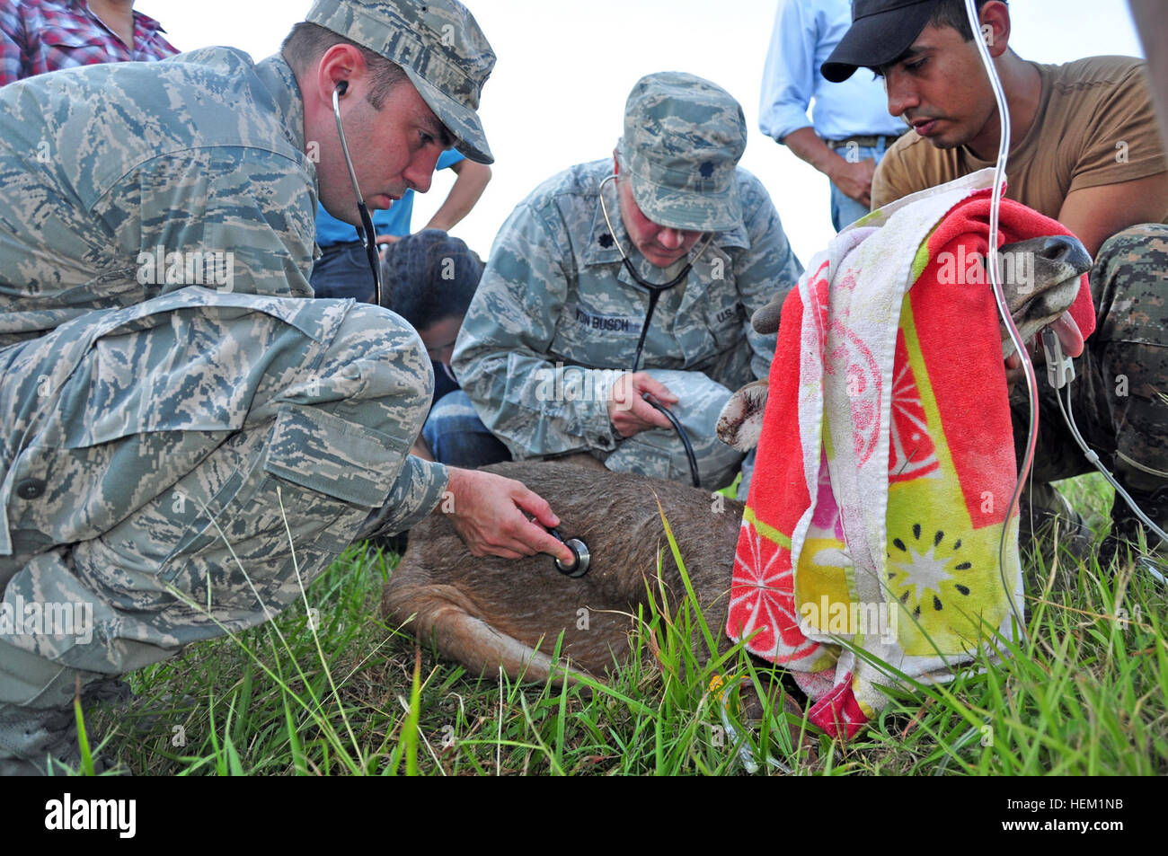 Le major Brent Lutsi, un gastro-entérologue et le lieutenant-colonel Tammy A. Von Busch, un agent de santé publique et vétérinaire, affectés à des navires à grande vitesse (HSV 2) Swift, vérifier les organes vitaux sur un chevreuil mâle sous tranquillisant, dans le cadre d'un échange d'objet sur la population de cerfs de la région. Swift est déployée à l'appui de Partenariat Sud Gare de 2012, un déploiement annuel de navires américains à la U.S. Southern Command zone de responsabilité dans les Caraïbes, en Amérique centrale et du Sud. Navire à Grande Vitesse (HSV 2) Swift-Southern 2012 Station de partenariat (HSV-SPS) 12 120109-A-TF780-223 Banque D'Images