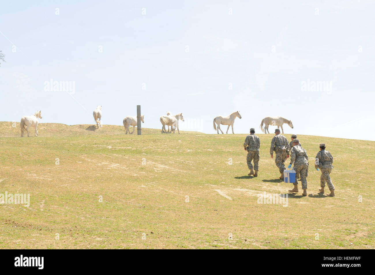 Avec les soldats du 200e Unité de médecine préventive font leur chemin à travers un pâturage scattering le troupeau de mustangs sauvages au cheval les carouges sanctuaire. Les soldats ont testé l'eau alimente l'ensemble de l'établissement au cours de l'exercice guerrier à Fort Hunter Liggett, Californie (États-Unis Photo de l'armée par le Sgt. Lisa, Rodriguez-Presley Mobile 300e Détachement des affaires publiques) vétérinaires de l'armée à acquérir une précieuse formation au Sanctuaire de carouges Horse 130323-A-NV895-004 Banque D'Images