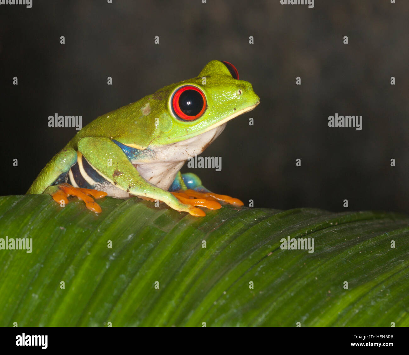 La rainette aux yeux rouges (agalychnis callidryas) sur des feuilles de la forêt tropicale, aussi connu sous les yeux rouges Grenouille Feuille Banque D'Images