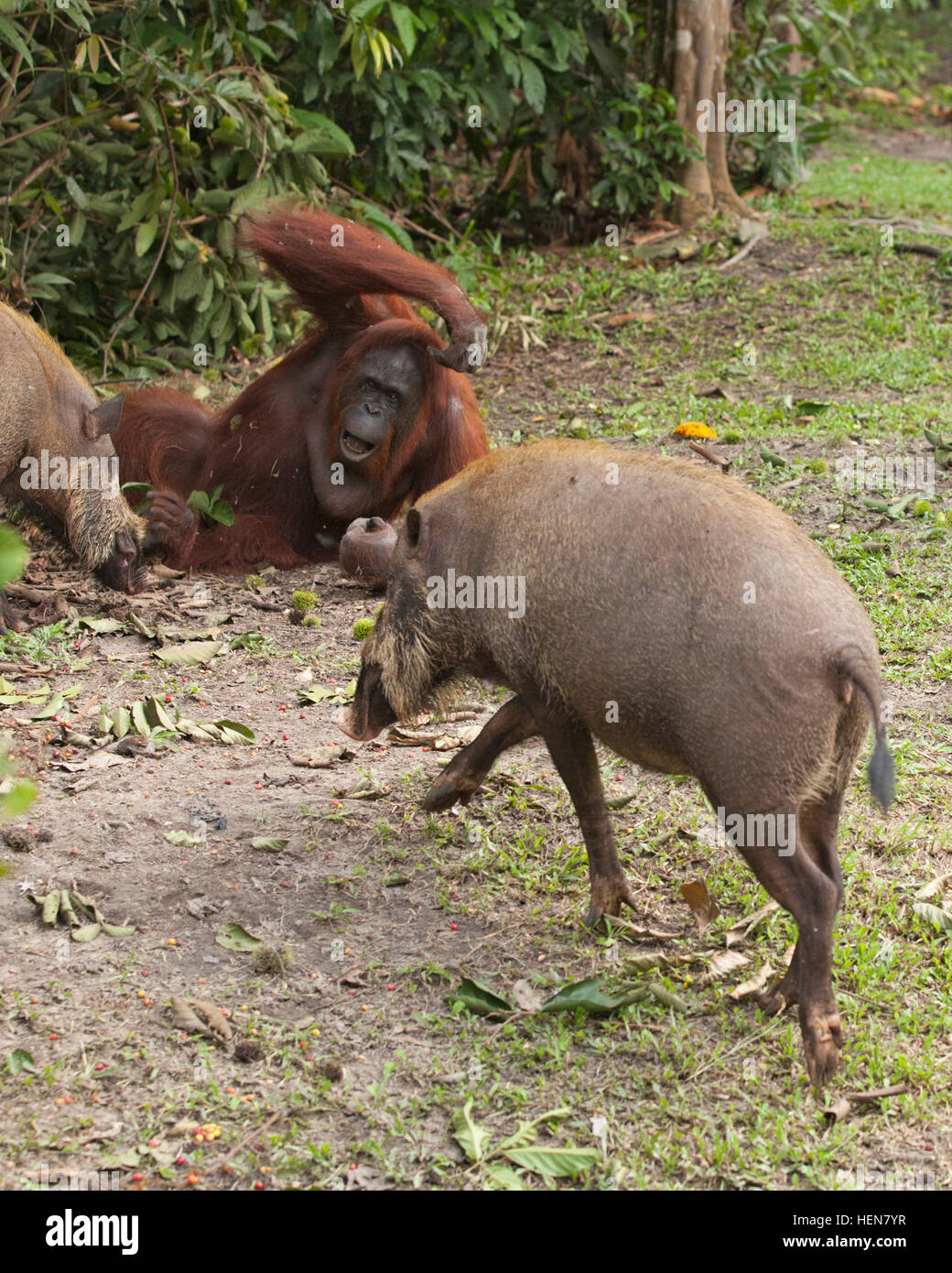 Wild orangutan (Pongo pygmaeus) regarder les cochons barbus de Bornéo (Sus barbatus) au bord de la forêt, le Camp Leakey. Banque D'Images