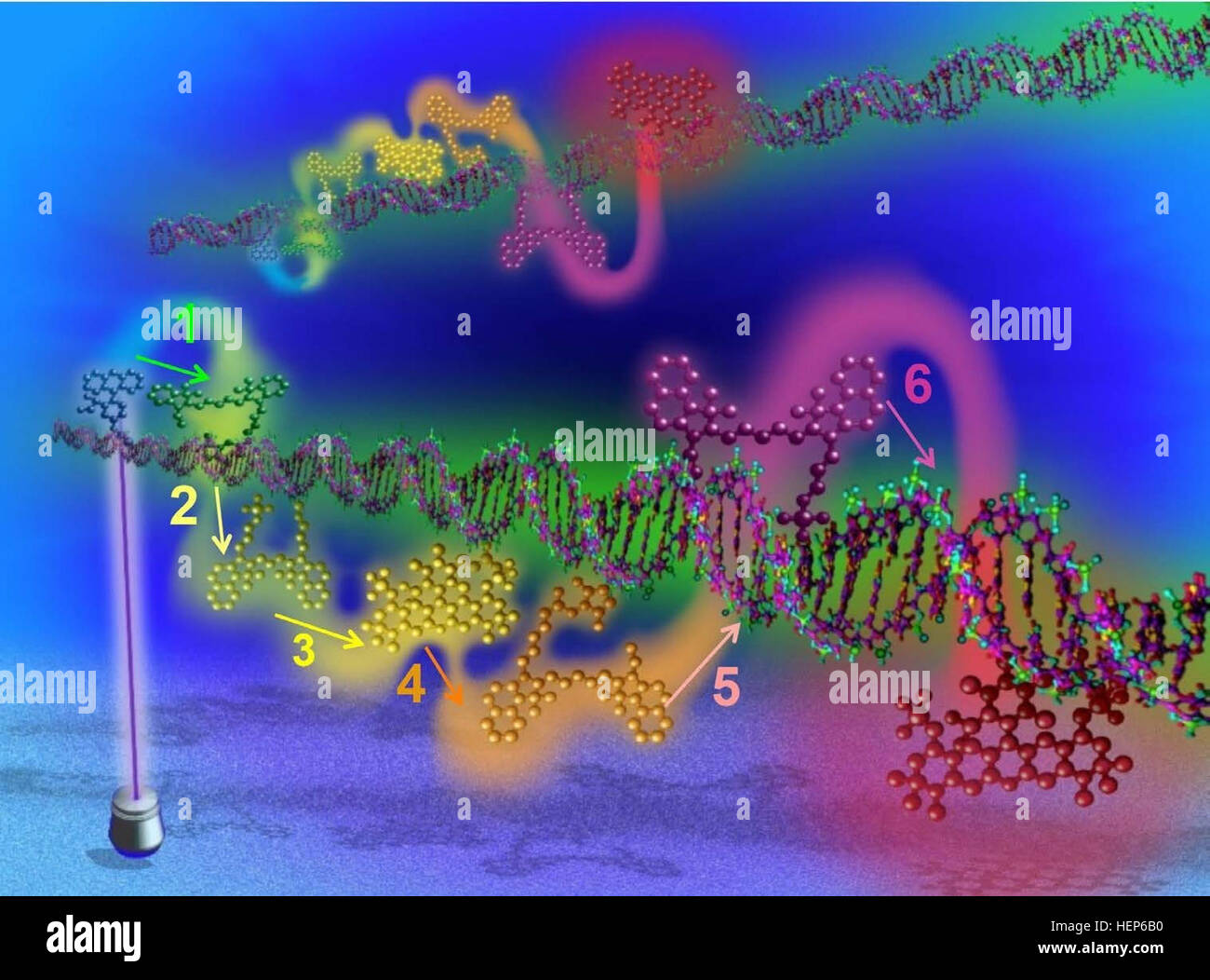 La récolte d'énergie et de la distribution à travers les réseaux à l'échelle nanométrique bien au-dessous de la limite de diffraction sera un outil précieux dans le développement de technologies de nouvelle génération pour le combattant y compris en utilisant une énergie concentrée pour la détection, de la catalyse et la conversion en électricité ou de mouvement. Le graphique 6 illustre les étapes de transfert d'énergie sur un fil photoniques de l'ADN discrets. Chaque étape de transfert de l'énergie produit par la poignée de fluorophores séquentiellement affichée sur l'échafaudage de l'ADN et l'ordre est indiqué par un chiffre. (Photo gracieuseté de Dr. Igor Medintz, Naval Research Laboratory) Harve Banque D'Images