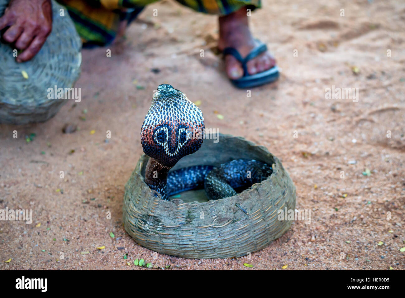 Enigme de serpent ou fakir tuyau joue à enchanter cobra Banque D'Images
