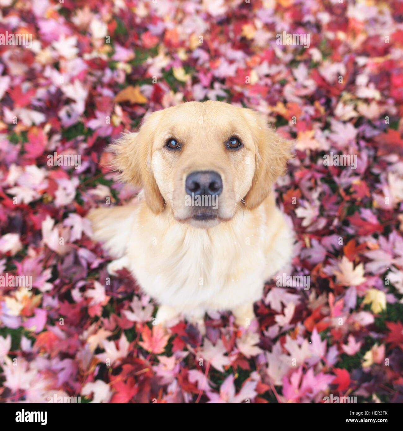 Golden retriever dog sitting in autumn leaves Banque D'Images