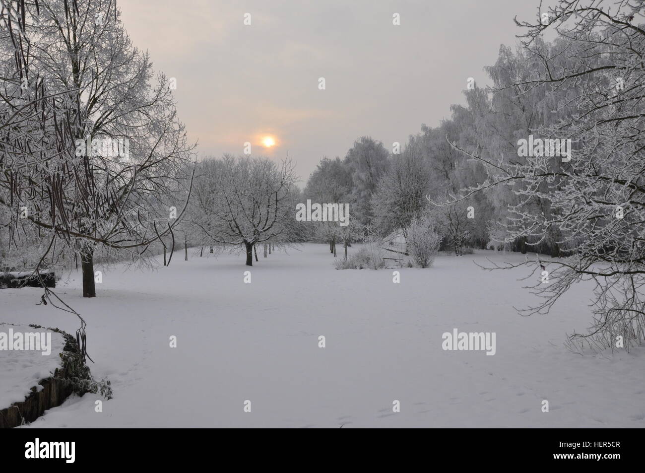 Le jardin couvert de neige avec de nombreux arbres fruitiers au lever du soleil Banque D'Images