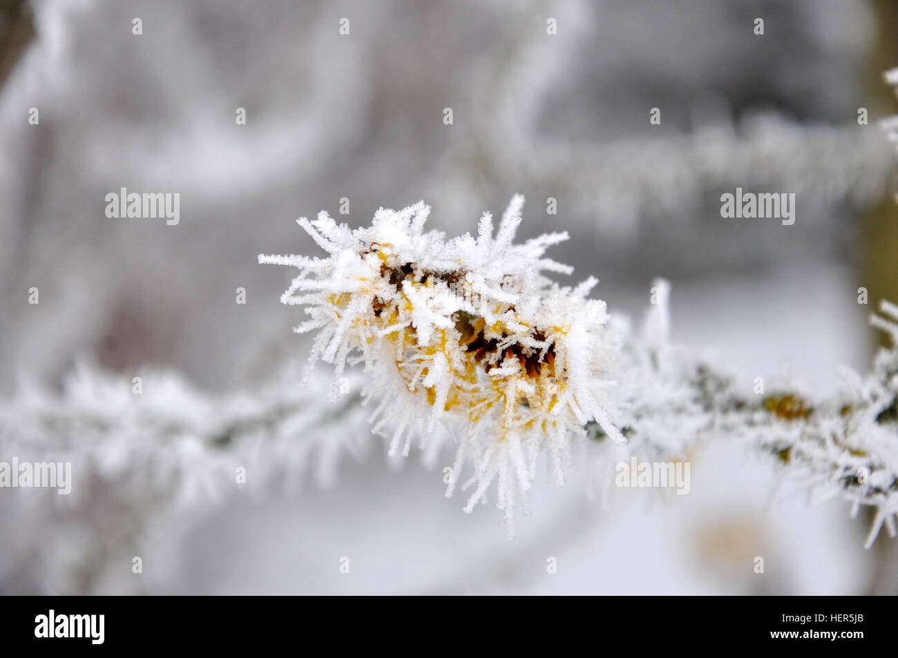 Cristaux de glace sur le bouton floral Banque D'Images